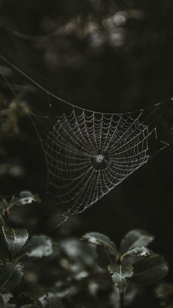web, lace Wallpaper 640x1136