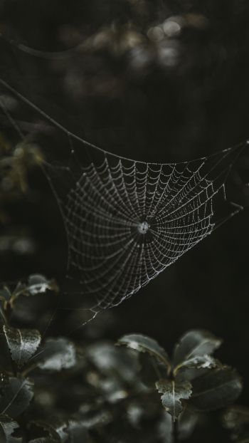 web, lace Wallpaper 1440x2560