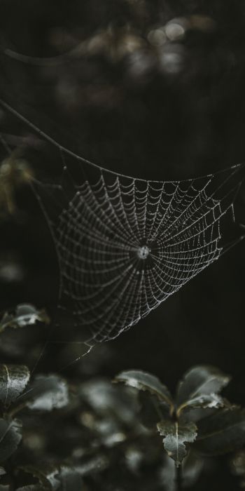 web, lace Wallpaper 720x1440