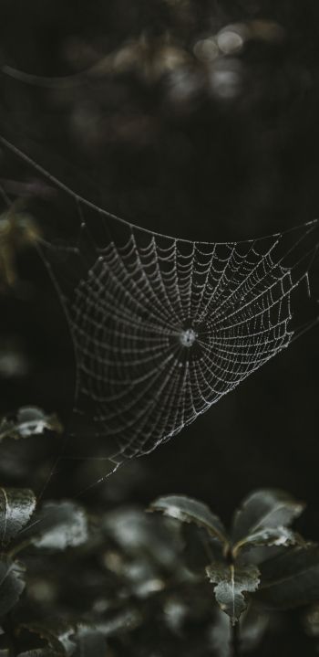web, lace Wallpaper 1440x2960