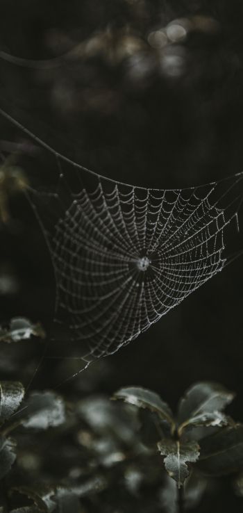 web, lace Wallpaper 1080x2280