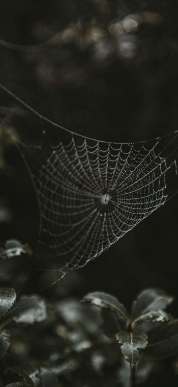 web, lace Wallpaper 828x1792