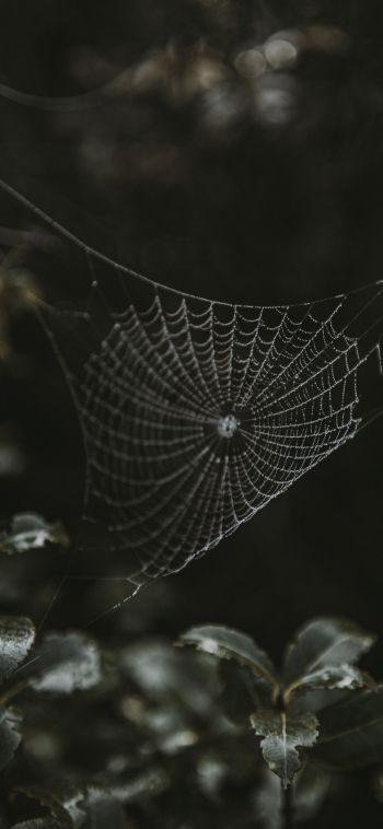 web, lace Wallpaper 1080x2340