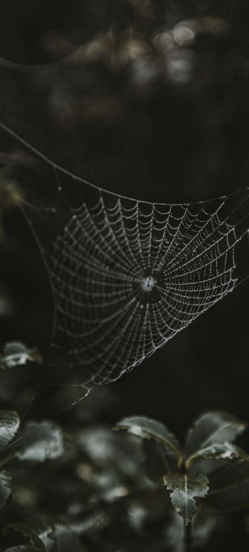 web, lace Wallpaper 1440x3200