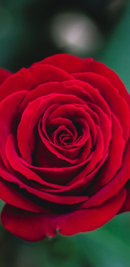 red rose, rose Wallpaper 1080x2220