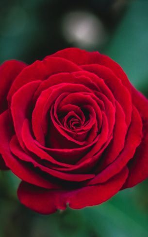 red rose, rose Wallpaper 1752x2800