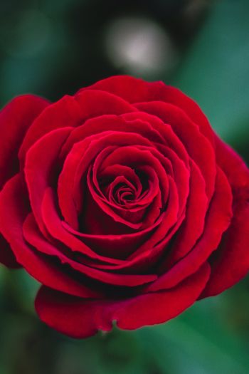 Обои 640x960 красная роза, роза