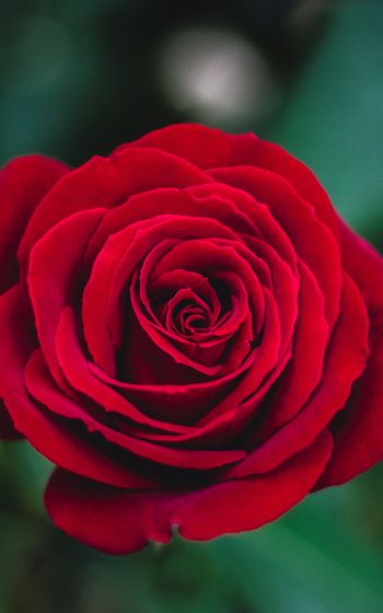red rose, rose Wallpaper 1200x1920