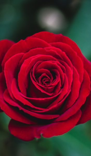 red rose, rose Wallpaper 600x1024