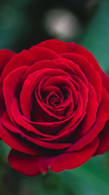 Обои 1440x2560 красная роза, роза