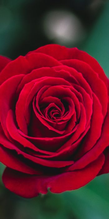 Обои 720x1440 красная роза, роза