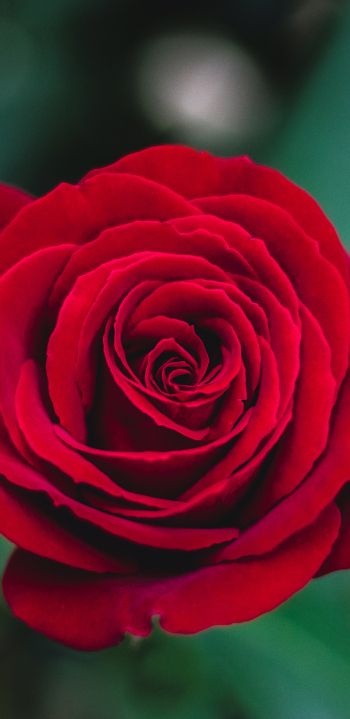 Обои 1440x2960 красная роза, роза