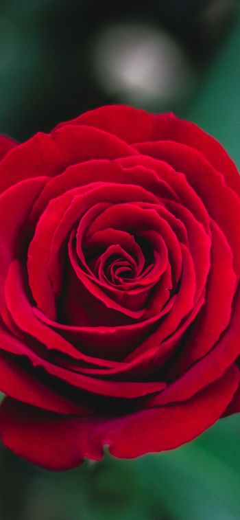 Обои 828x1792 красная роза, роза