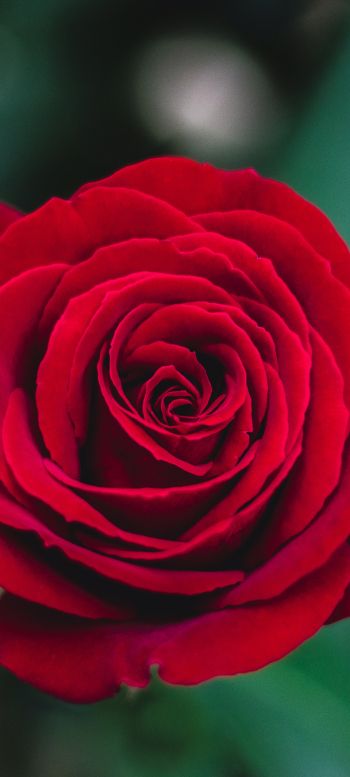 Обои 1080x2400 красная роза, роза