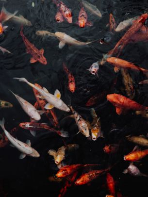 carps, fish, underwater Wallpaper 1536x2048