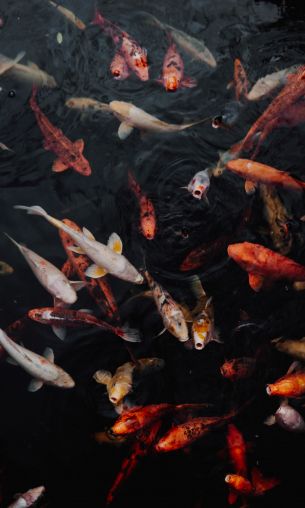 carps, fish, underwater Wallpaper 1200x2000