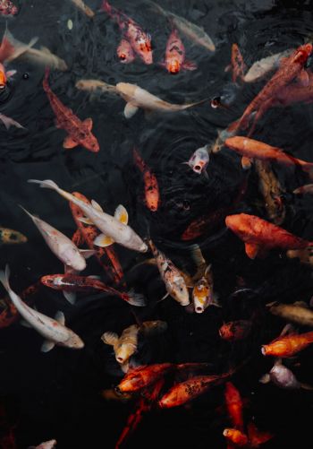 carps, fish, underwater Wallpaper 1668x2388