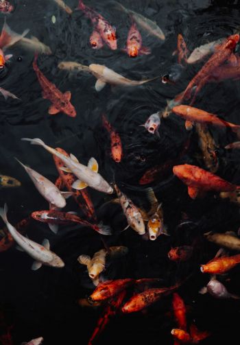 carps, fish, underwater Wallpaper 1640x2360