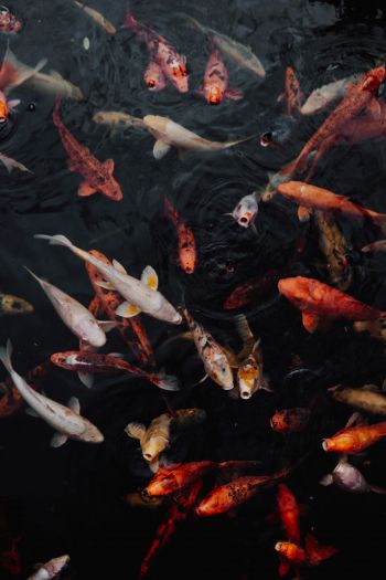 carps, fish, underwater Wallpaper 640x960