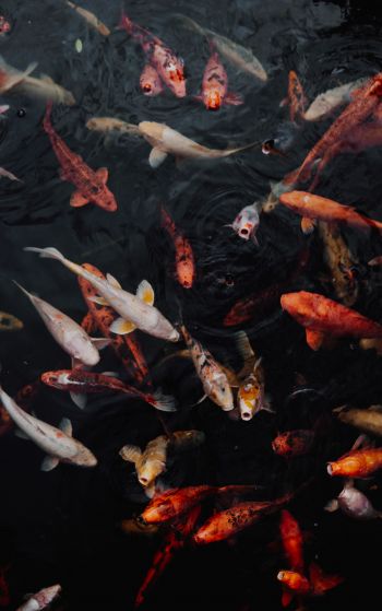 carps, fish, underwater Wallpaper 1752x2800