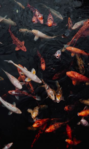 carps, fish, underwater Wallpaper 1200x2000