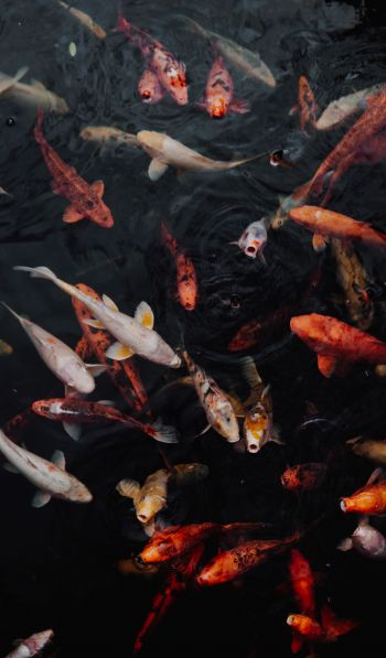 carps, fish, underwater Wallpaper 600x1024