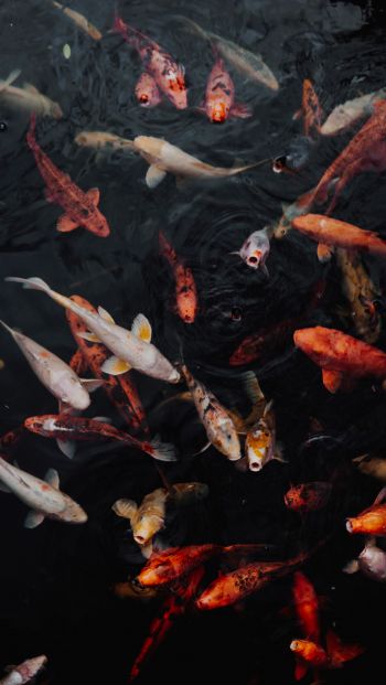 carps, fish, underwater Wallpaper 640x1136