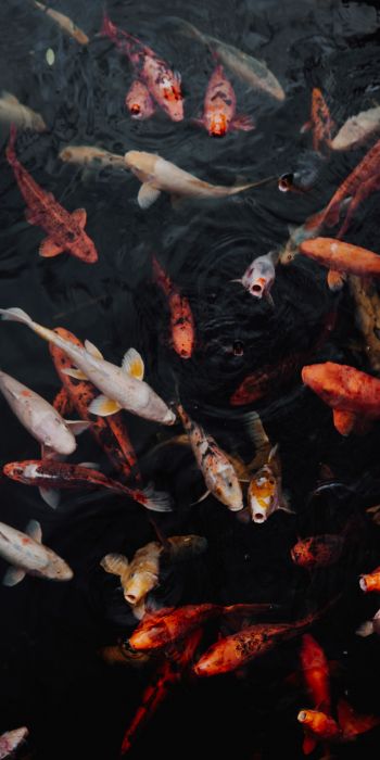 carps, fish, underwater Wallpaper 720x1440