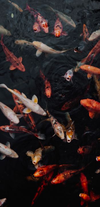 carps, fish, underwater Wallpaper 1440x2960