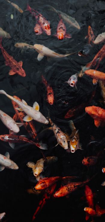 carps, fish, underwater Wallpaper 720x1520