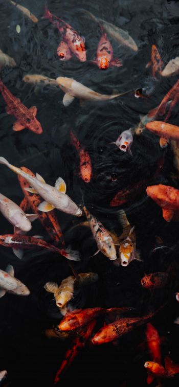 carps, fish, underwater Wallpaper 1170x2532
