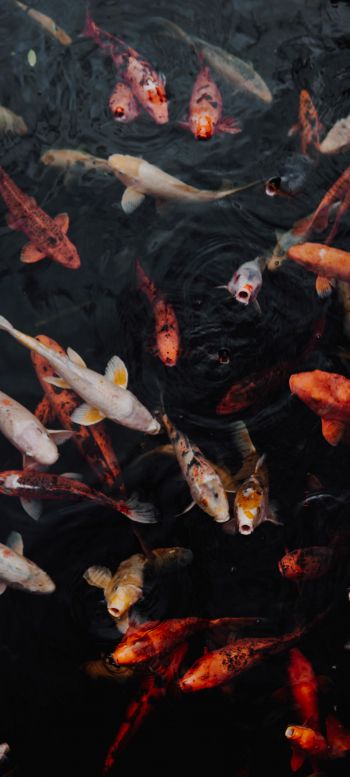 carps, fish, underwater Wallpaper 720x1600