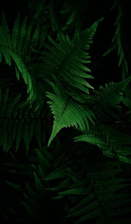 fern, vegetation Wallpaper 600x1024