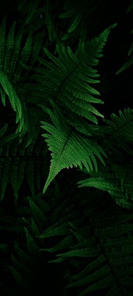 fern, vegetation Wallpaper 720x1600