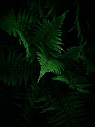 fern, vegetation Wallpaper 2304x3072