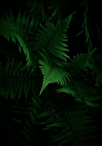 fern, vegetation Wallpaper 1668x2388