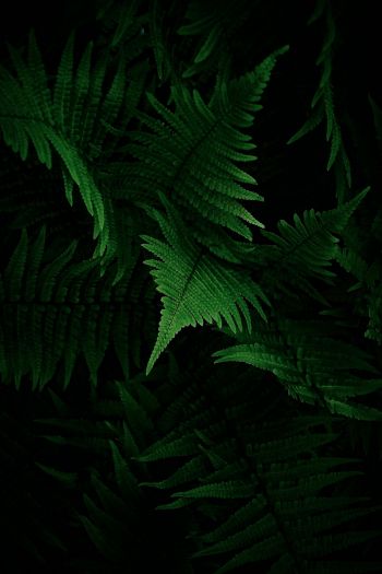 fern, vegetation Wallpaper 640x960