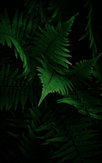 fern, vegetation Wallpaper 1752x2800