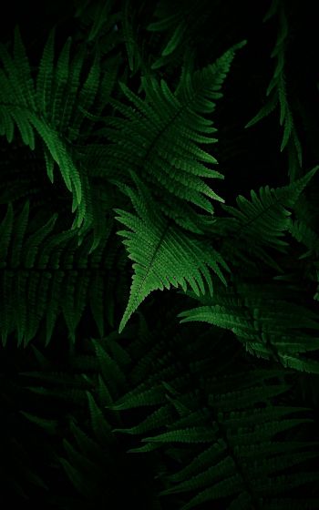 fern, vegetation Wallpaper 1600x2560