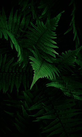 fern, vegetation Wallpaper 1200x2000