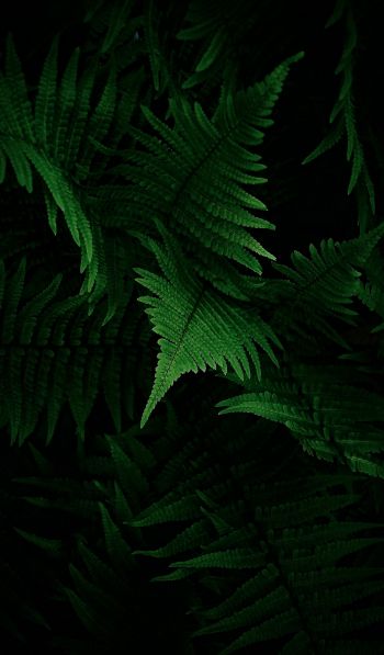 fern, vegetation Wallpaper 600x1024