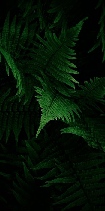 fern, vegetation Wallpaper 720x1440