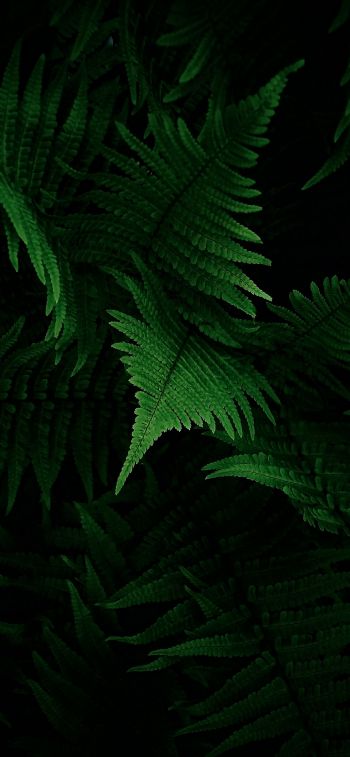 fern, vegetation Wallpaper 828x1792