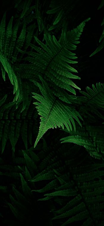 fern, vegetation Wallpaper 1080x2340