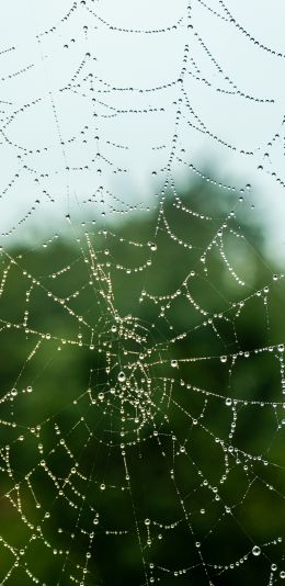web, lace, dew Wallpaper 1440x2960
