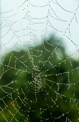 web, lace, dew Wallpaper 4005x6170