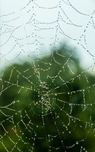 web, lace, dew Wallpaper 1600x2560