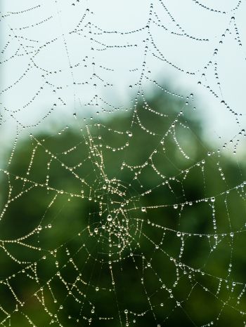 web, lace, dew Wallpaper 1536x2048