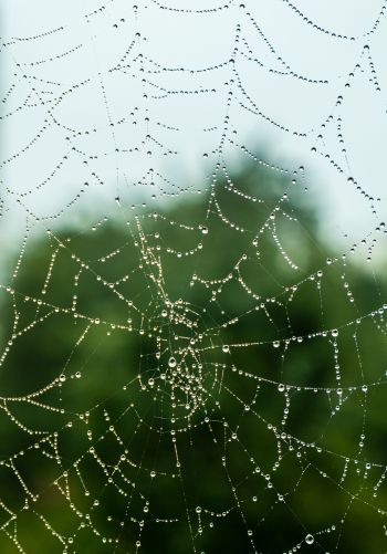 web, lace, dew Wallpaper 1668x2388