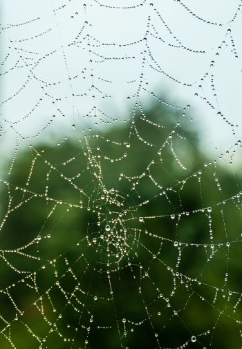 web, lace, dew Wallpaper 1640x2360